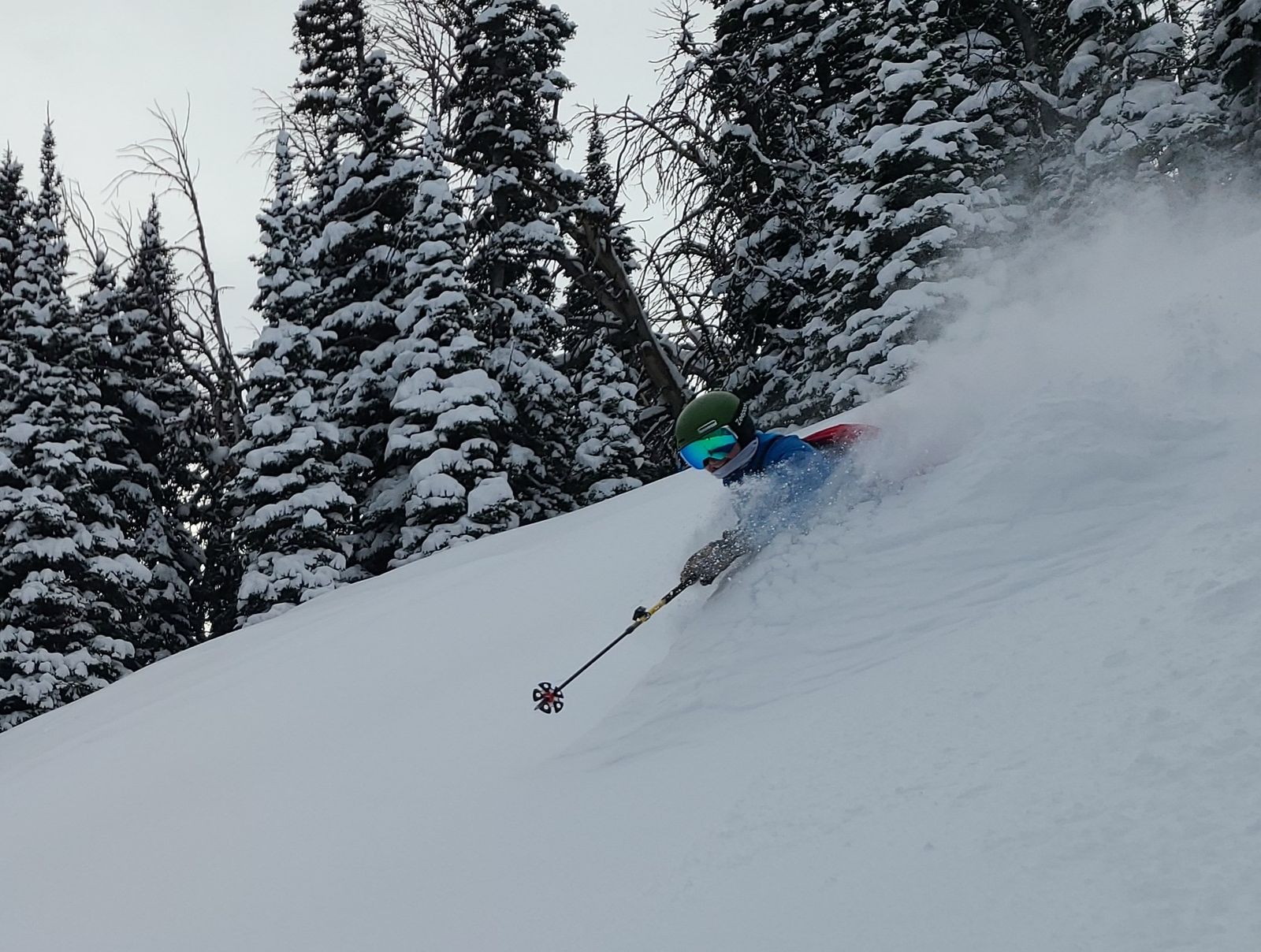 A skier carving through deep powder among snow-covered pines in the Gallatin Range